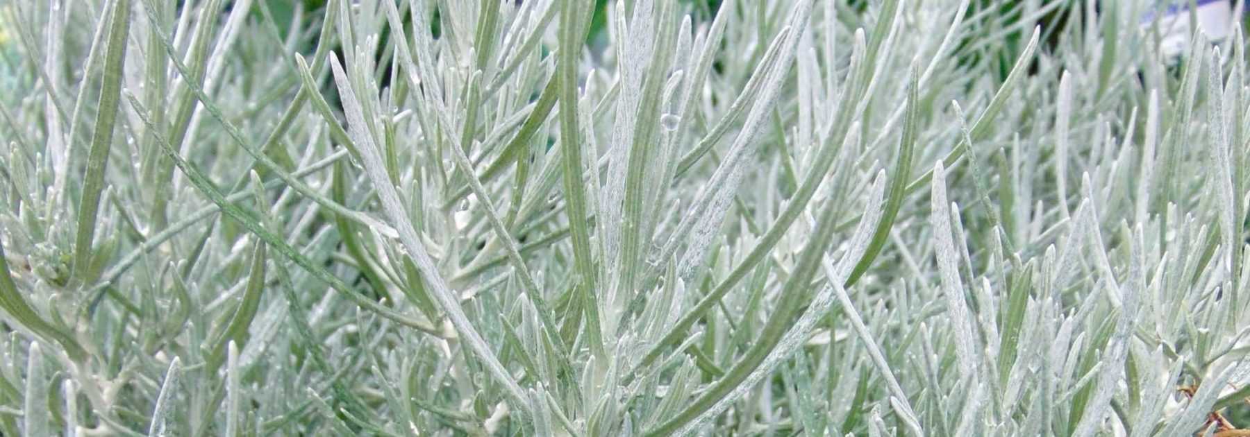Helichrysum, curry plant, everlastings: sowing, planting, care