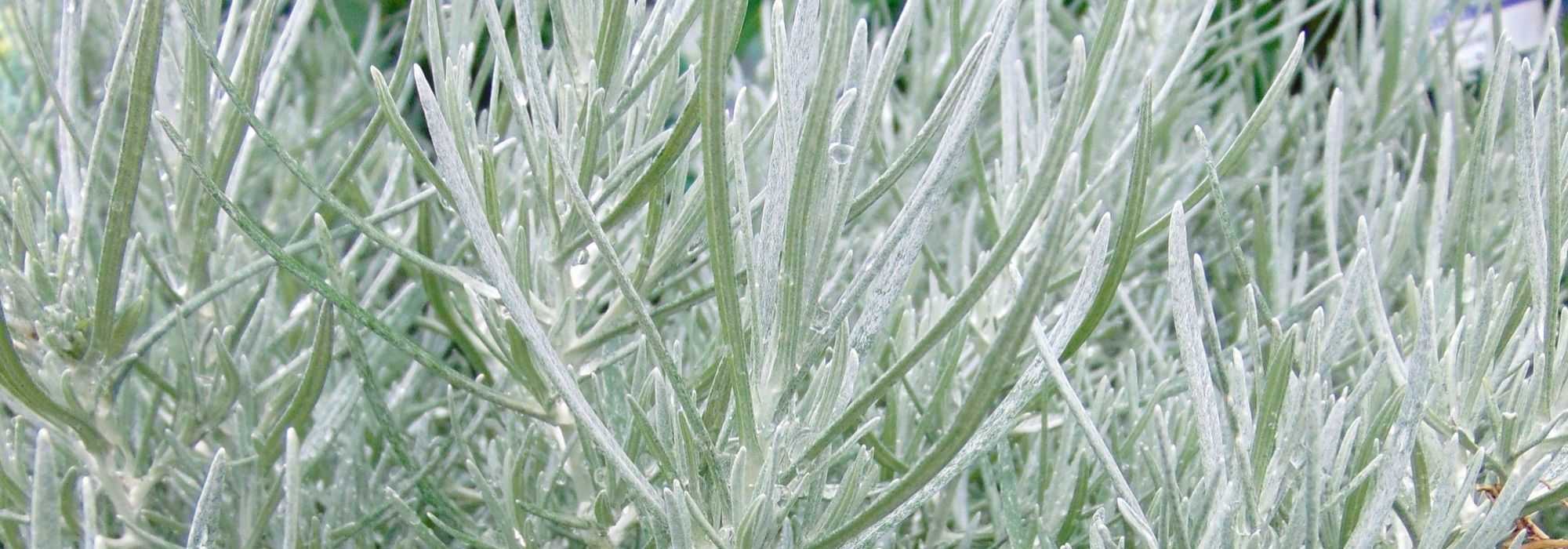 Helichrysum, curry plant, everlastings: sowing, planting, care