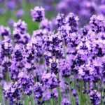 Lavender: which to choose?