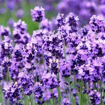 Lavender: which to choose?