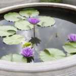 Mini pond: small water garden for terrace or balcony