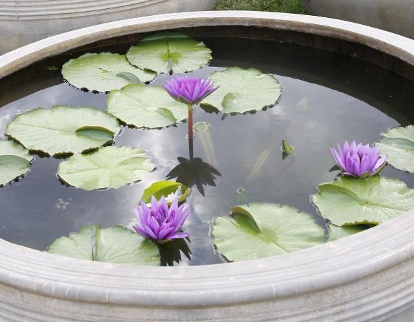 Mini pond: small water garden for terrace or balcony