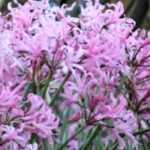 <em>Nerine</em>: planting, cultivation, care