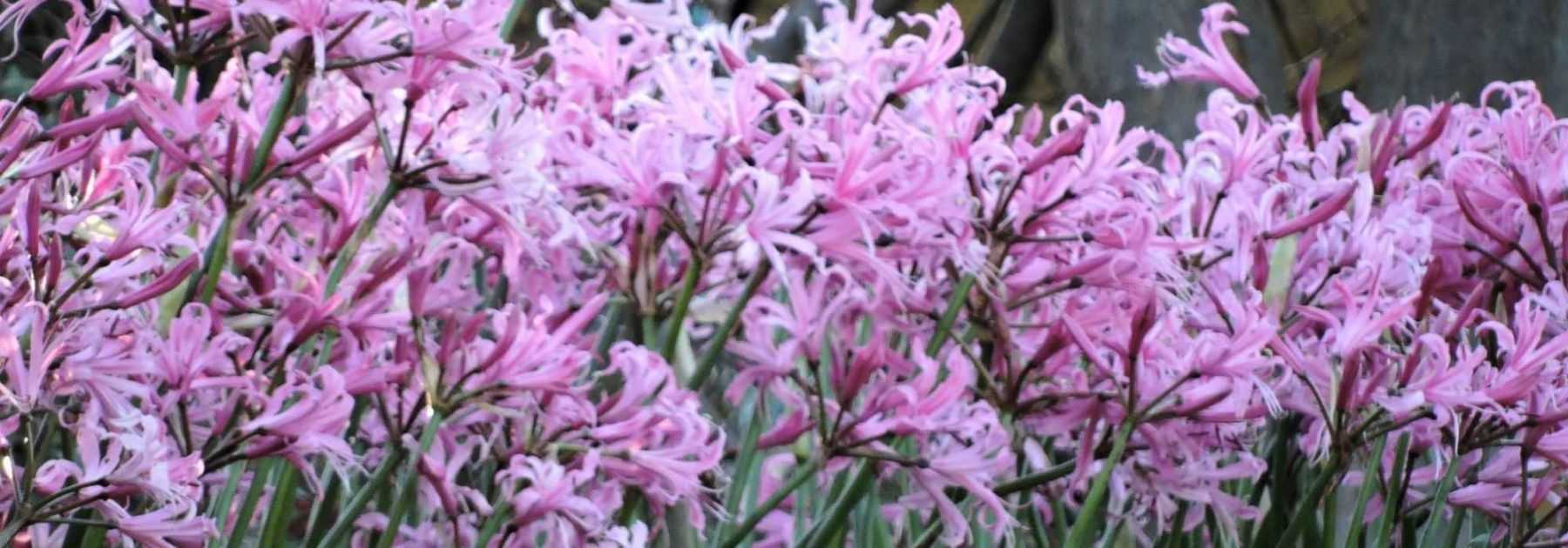 <em>Nerine</em>: planting, cultivation, care