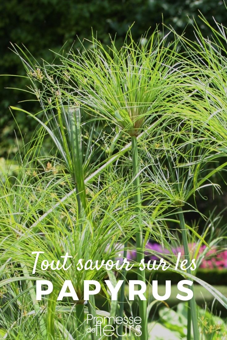 Papyrus: Everything You Need to Know Cyperus