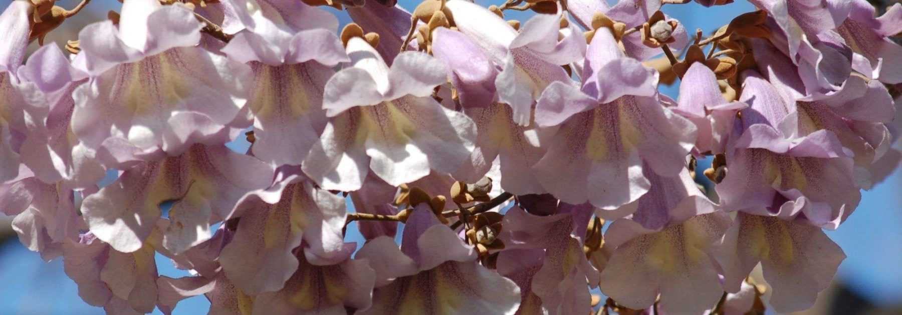 <em>Paulownia</em>, empress tree: planting, cultivation and care