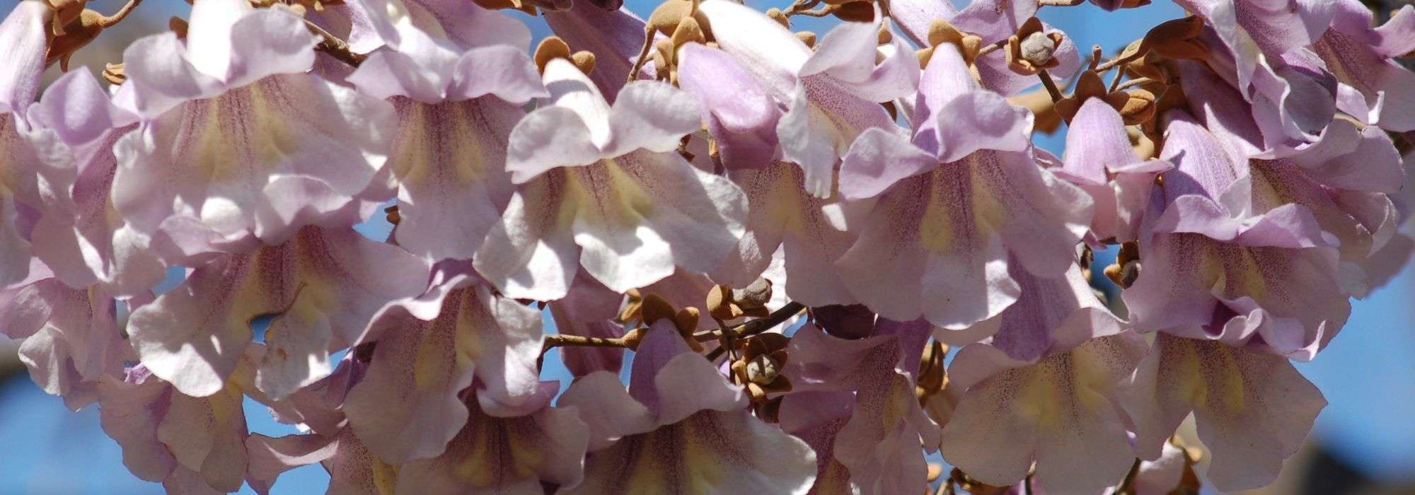 <em>Paulownia</em>, imperial tree: planting, cultivation and care
