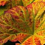 <em>Petasites</em>: planting, cultivation, maintenance