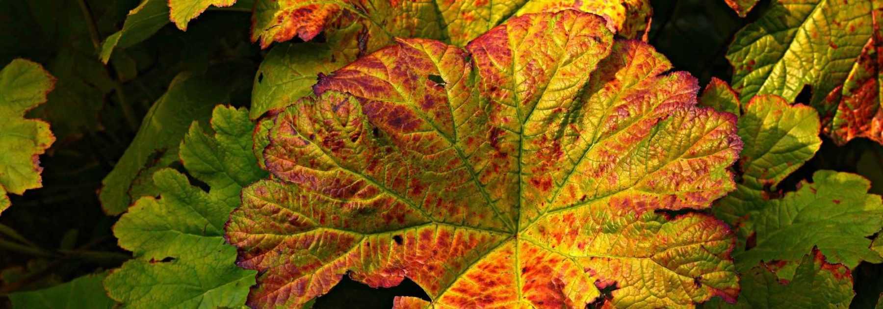 <em>Petasites</em>: planting, cultivation, maintenance