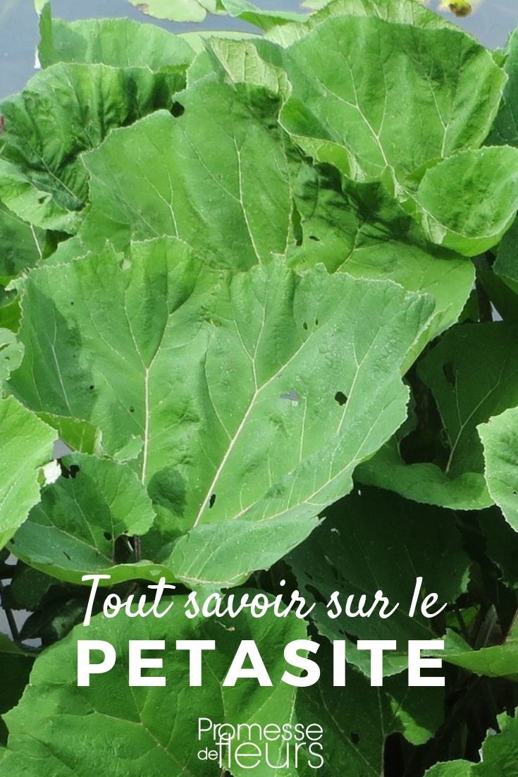 butterbur