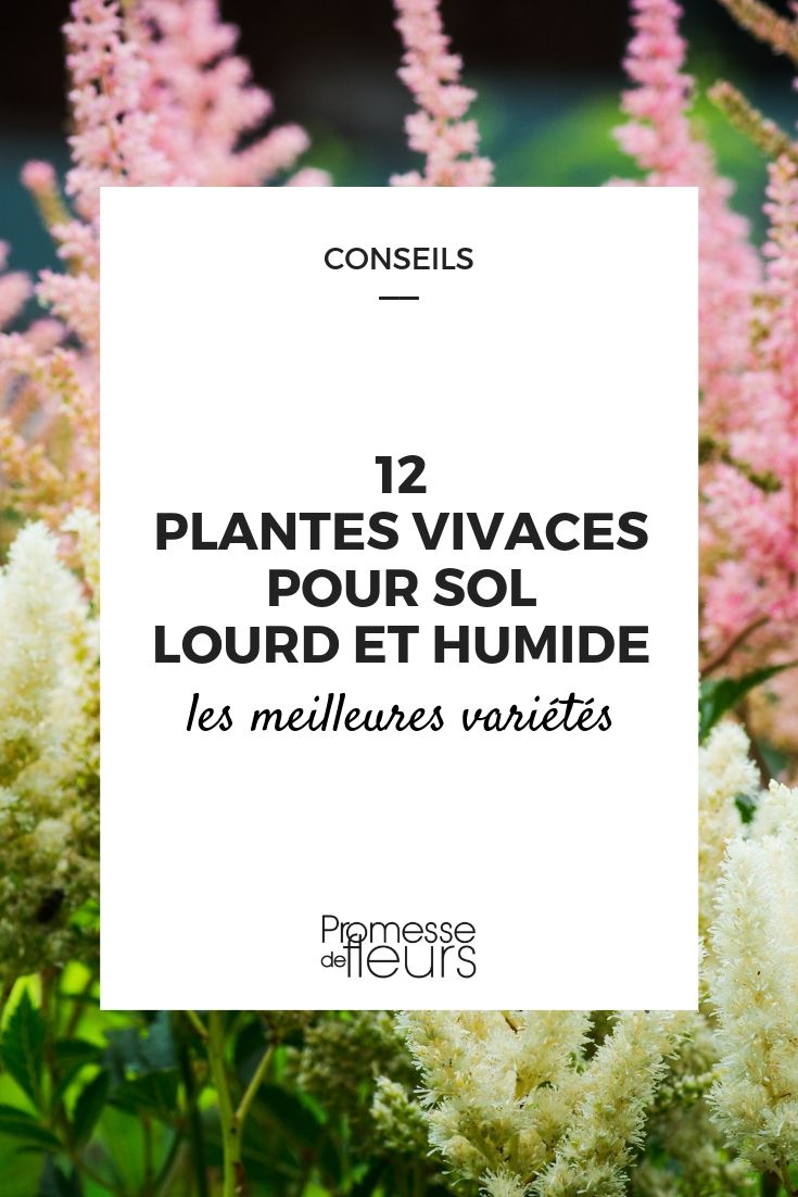 perennial plants for heavy and wet soil