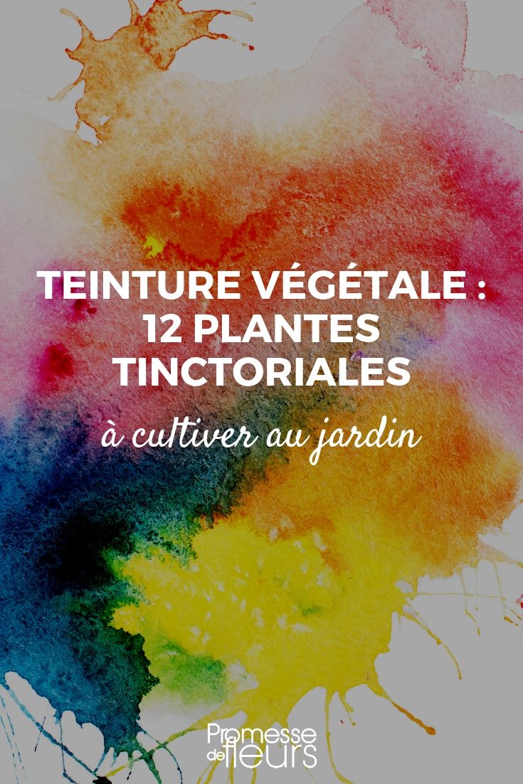 Vegetable Dyeing: Dye Plants