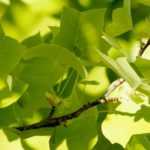 Tulip tree, <em>Liriodendron</em>: planting, care