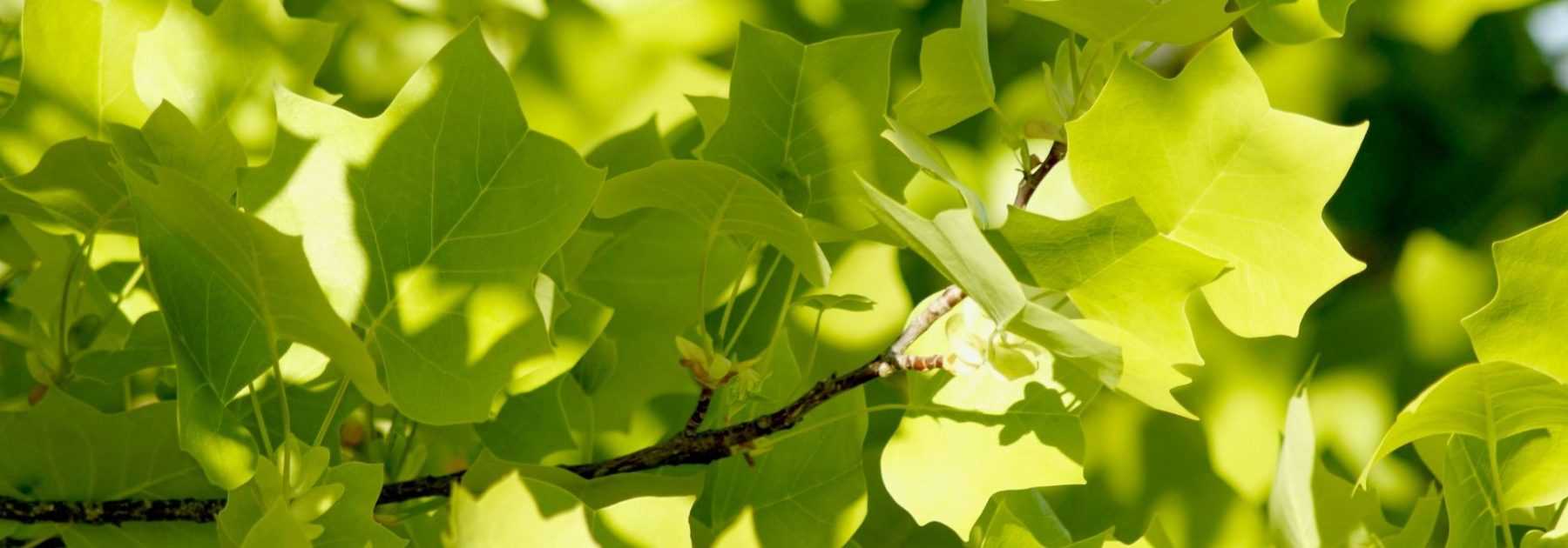 Tulip tree, <em>Liriodendron</em>: planting, care