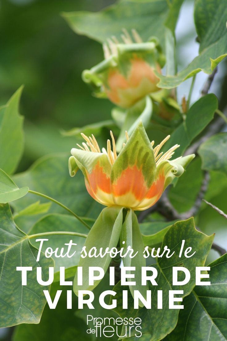 Virginia Tulip Tree: Everything You Need to Know liriodendron