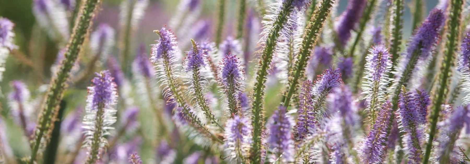<em>Veronicastrum virginicum</em>, Virginia veronica: to plant, to grow