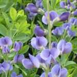 <em>Baptisia</em>: 7 ideas for successful planting combinations