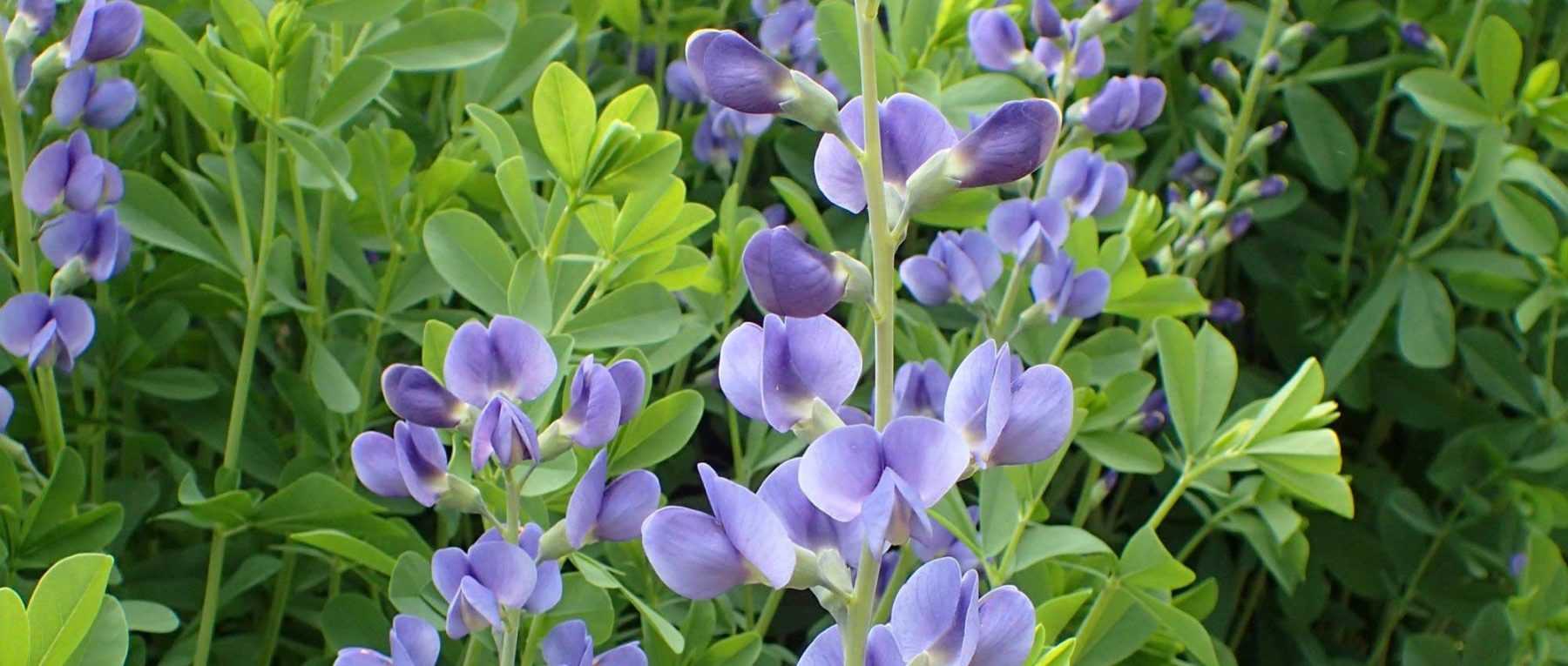 <em>Baptisia</em>: 7 ideas for successful planting combinations