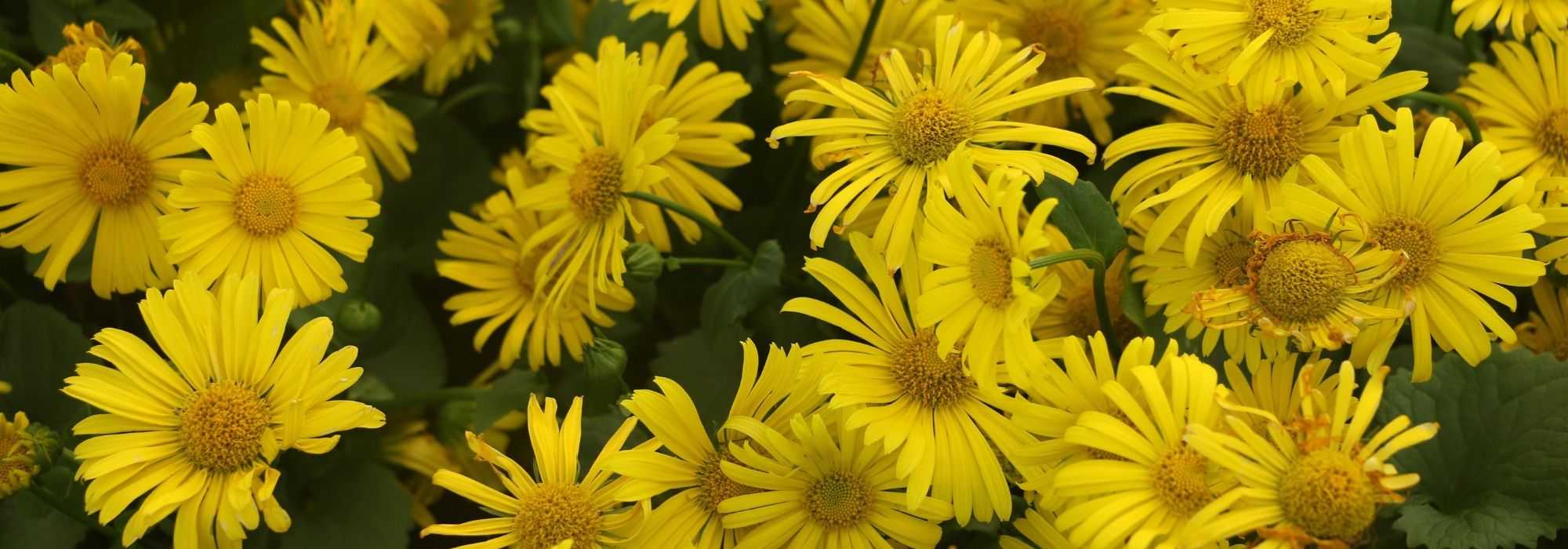 Doronic, <em>Doronicum</em>: planting, propagating and caring for