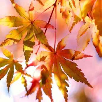 Japanese maples: how to choose the right variety?