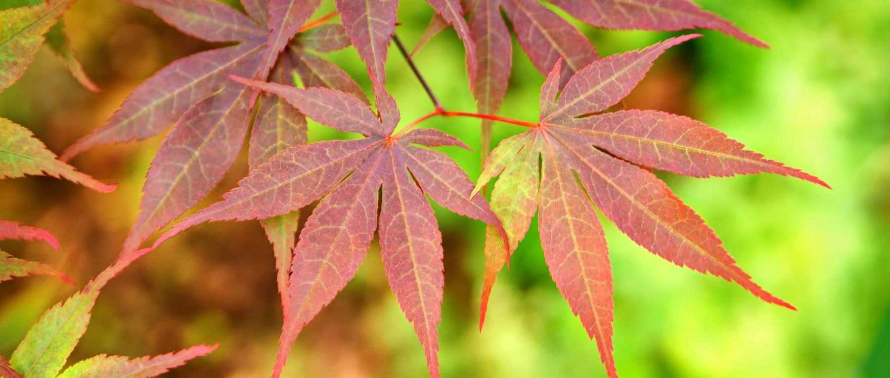 Japanese dwarf maples: best varieties