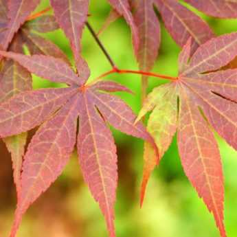 Japanese dwarf maples: best varieties