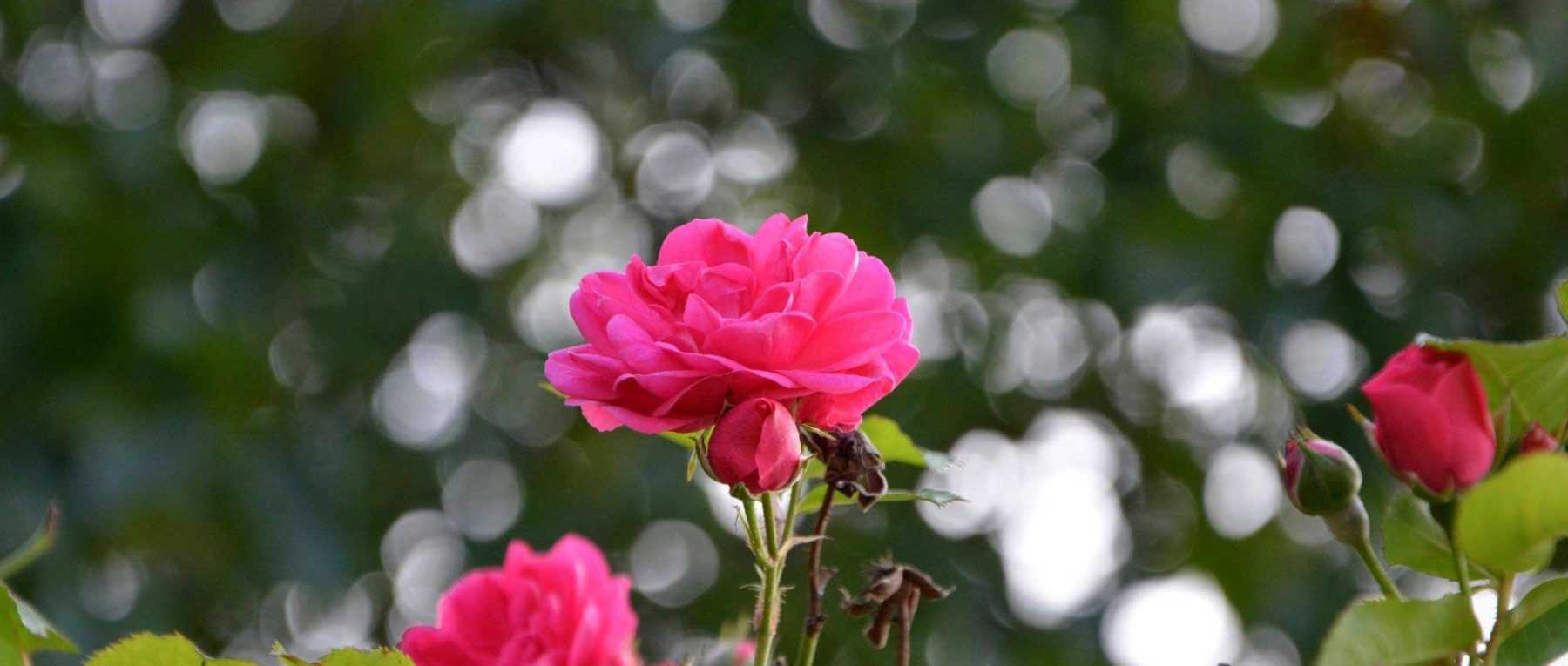 Climbing roses: 10 best varieties