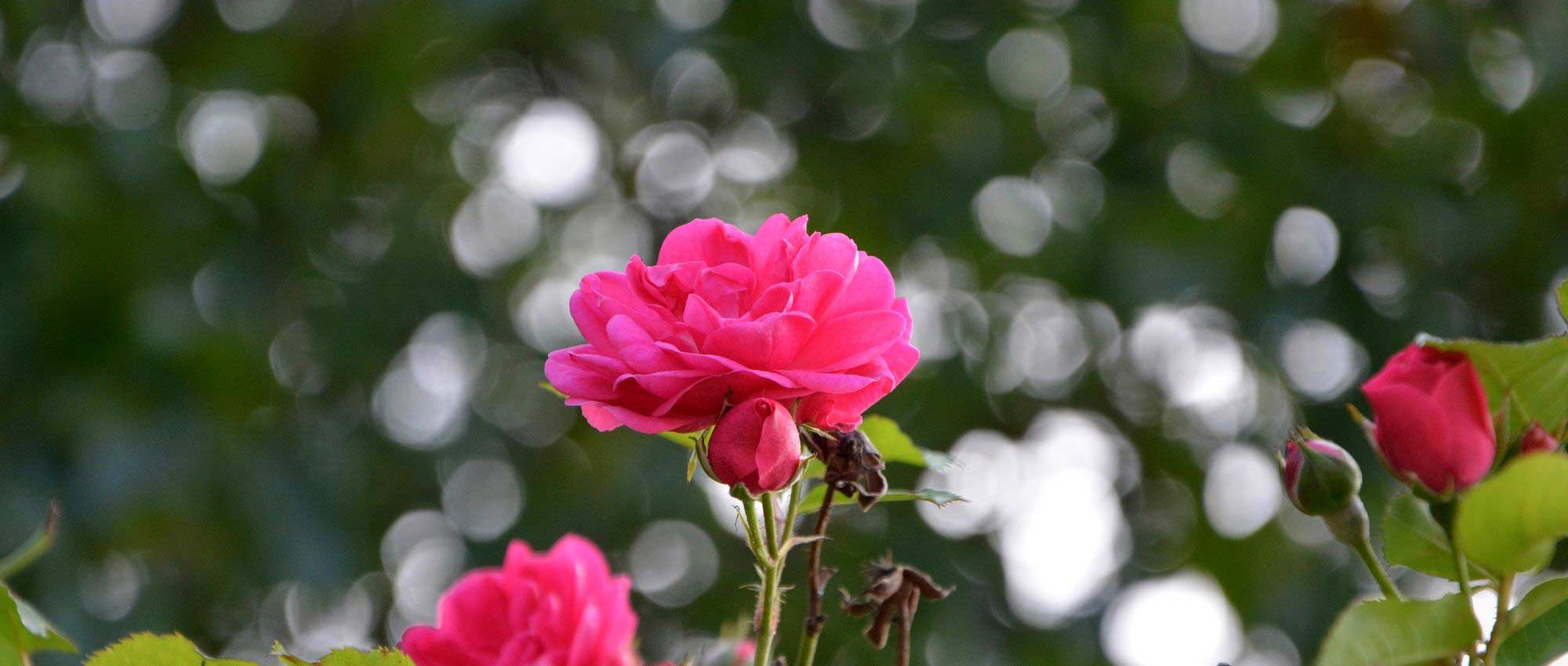 Climbing roses: 10 best varieties