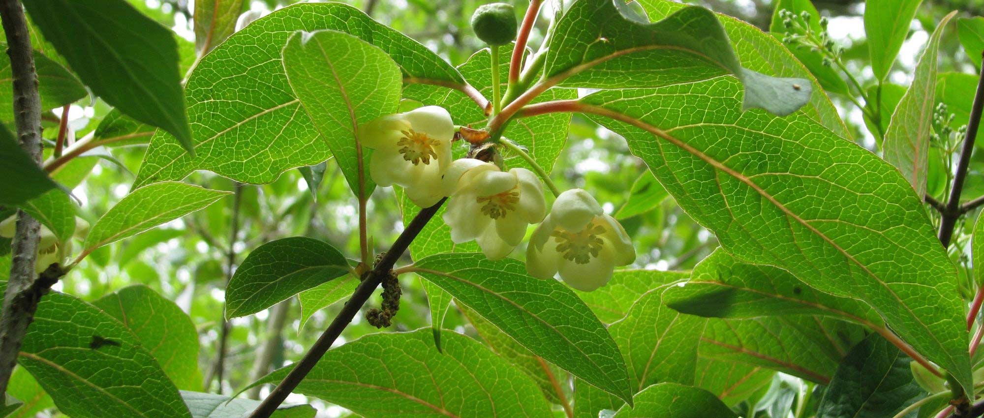 <i>Schisandra</i>: planting, berry harvest, care