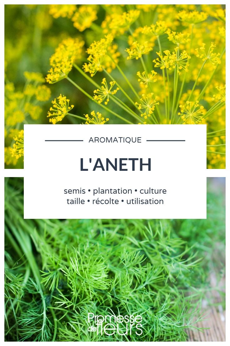 dill Dill: Sowing and Planting in the Garden