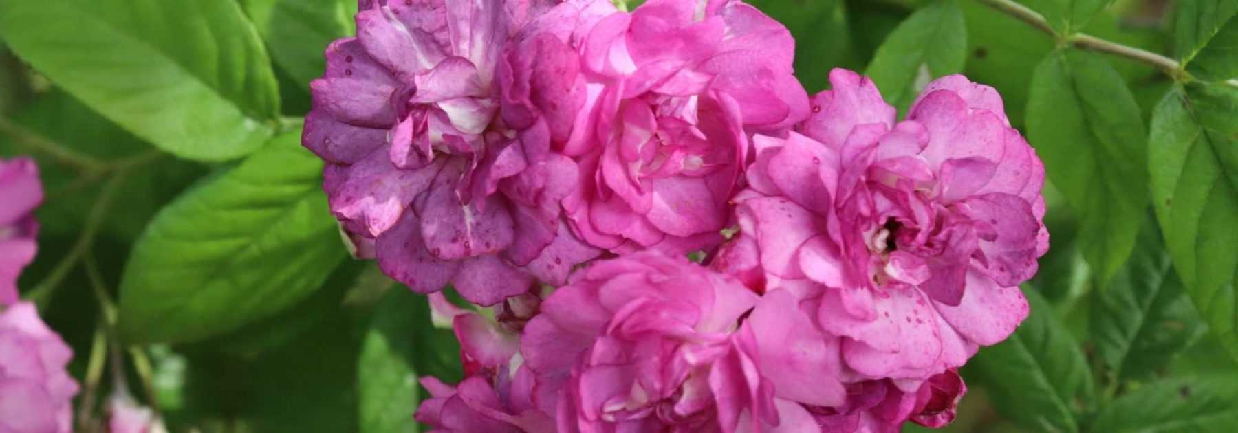 Pegging roses