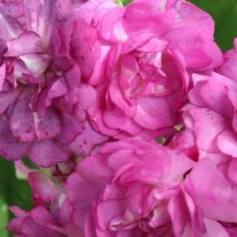 Pegging roses