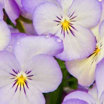 Autumn biennials: 6 successful plant combinations