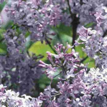 How to take a lilac cutting?
