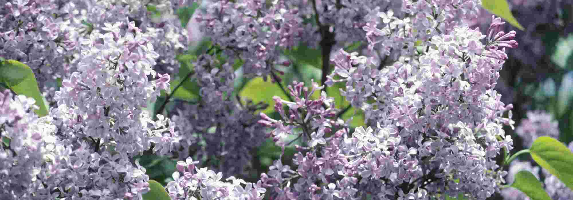 How to take a lilac cutting?
