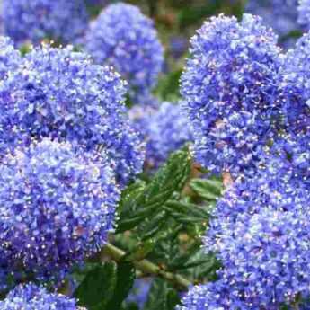 <em>Ceanothus</em>: how to choose your Californian lilac
