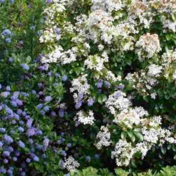 <em>Ceanothus</em>: 5 ideas for successful pairings