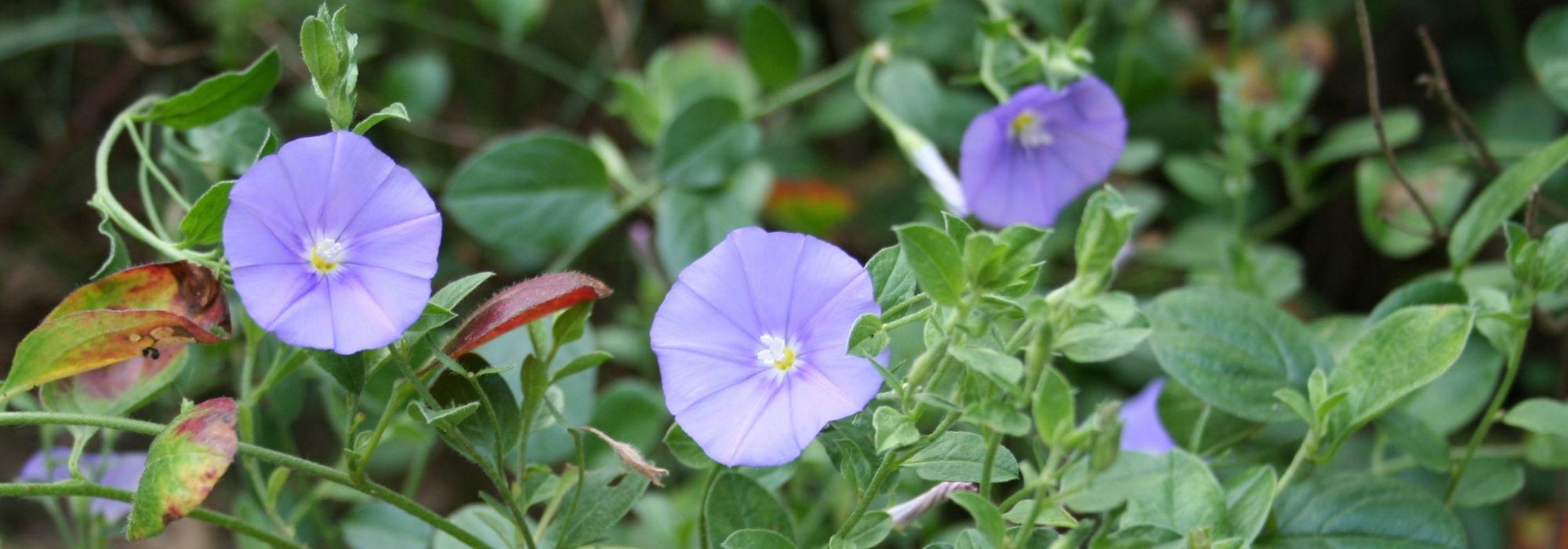 <em>Convolvulus</em>, Turkish convolvulus: sow, plant, care for