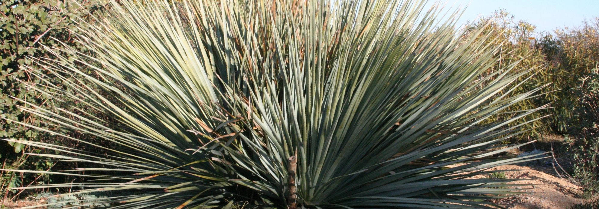 <em>Dasylirion</em> : planting, growing and care