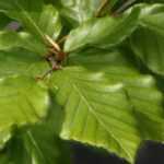 Beech, <em>Fagus</em>: planting, pruning and care