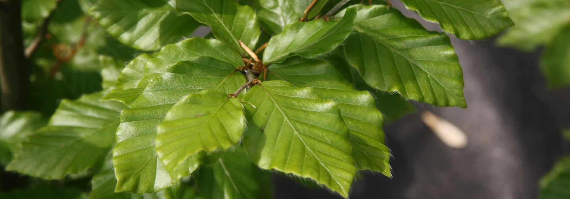 Beech, <em>Fagus</em>: planting, pruning and care