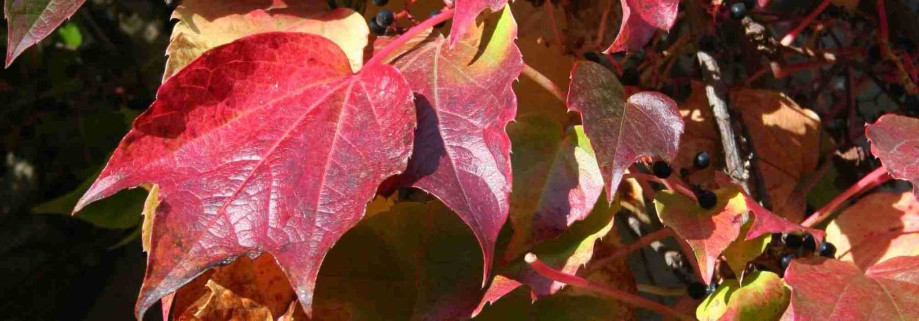 Climbing plants with autumn interest: best varieties