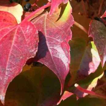 Climbing plants with autumn interest: best varieties