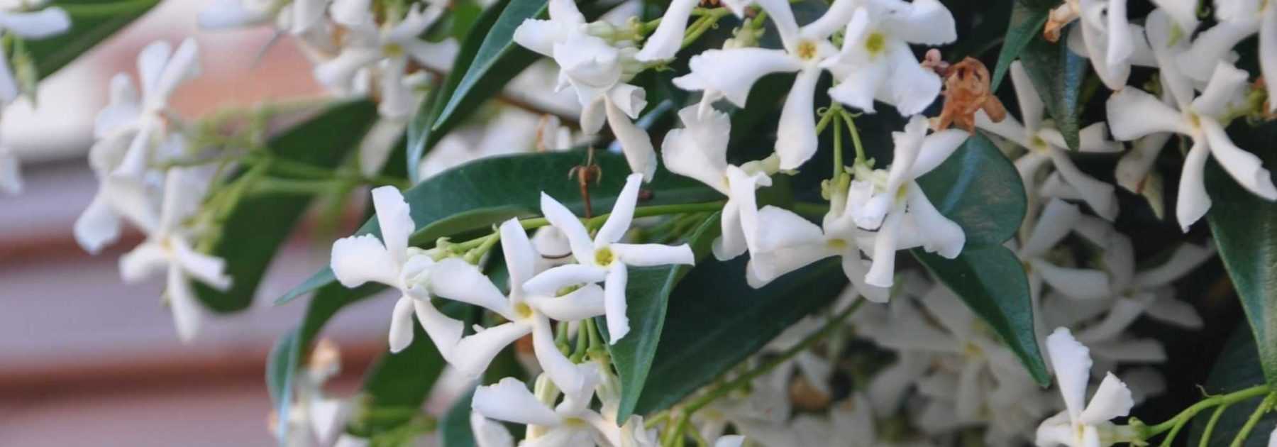 10 climbing plants for full sun