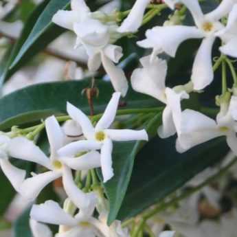 10 climbing plants for full sun