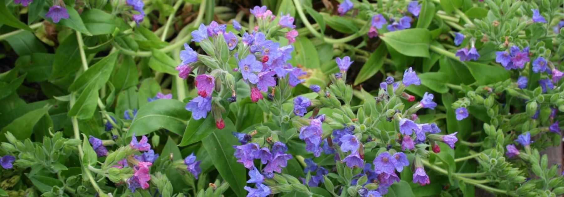 Lungwort, <em>Pulmonaria</em>: planting, care
