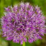 5 good reasons to plant alliums in the garden