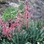 <em>Beschorneria</em>: planting and care