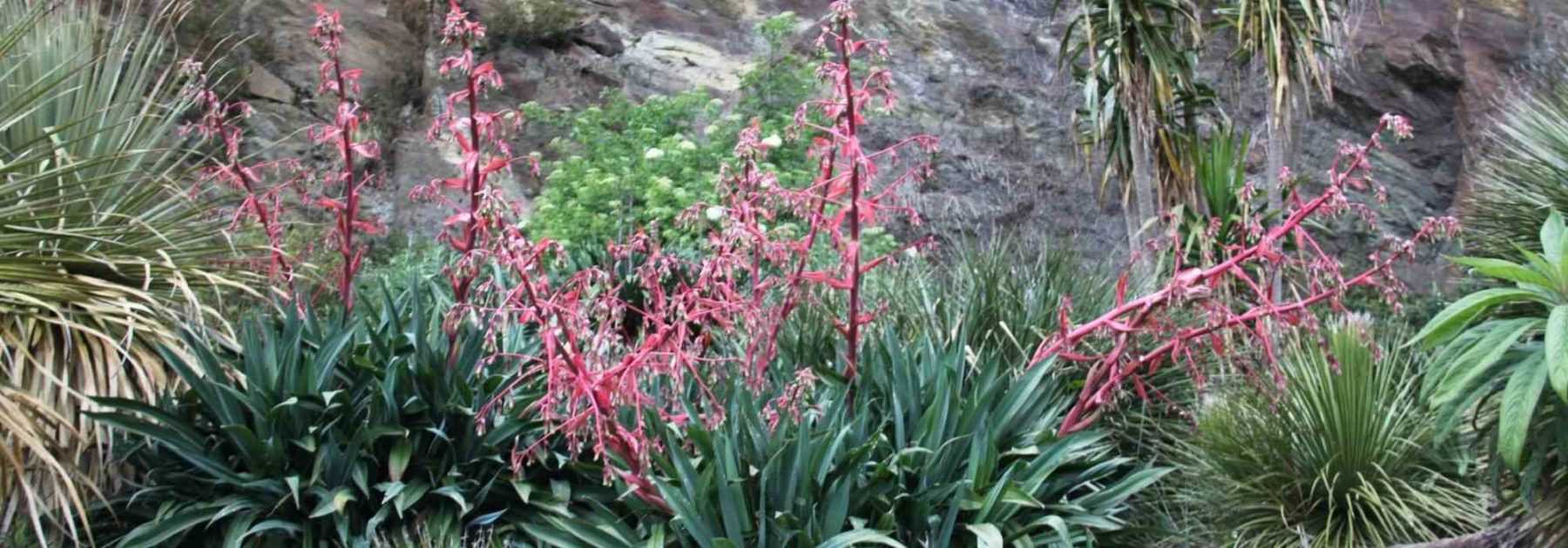 <em>Beschorneria</em>: planting and care
