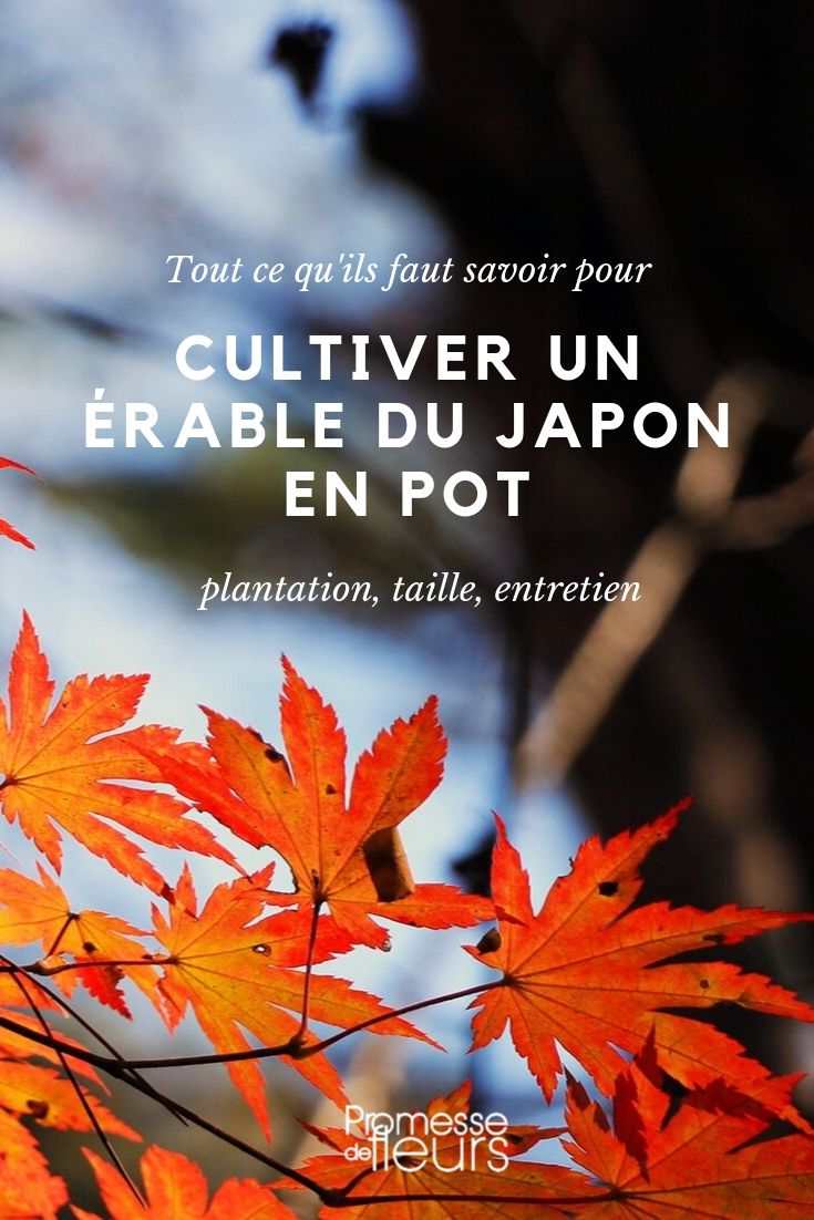 Japanese Maple in a Pot - Cultivation Tips